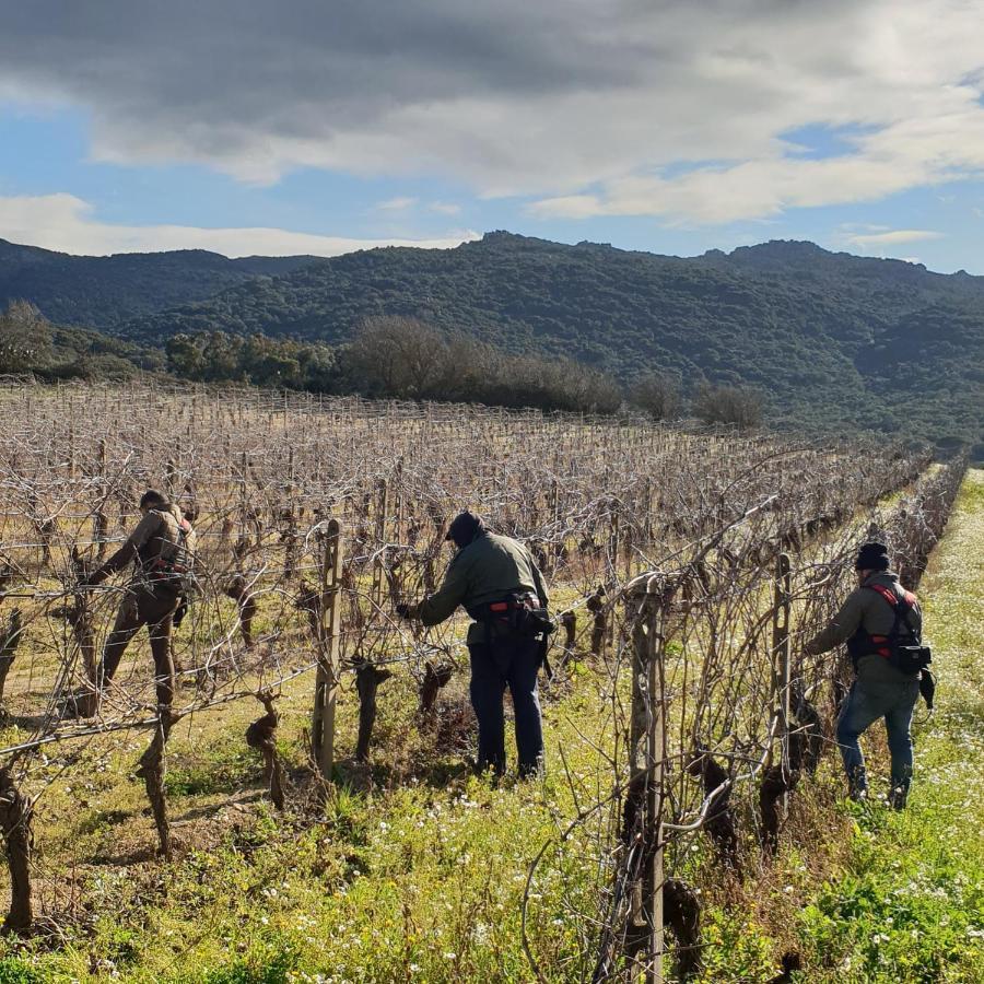 Agriturismo Vermentino Monti エクステリア 写真