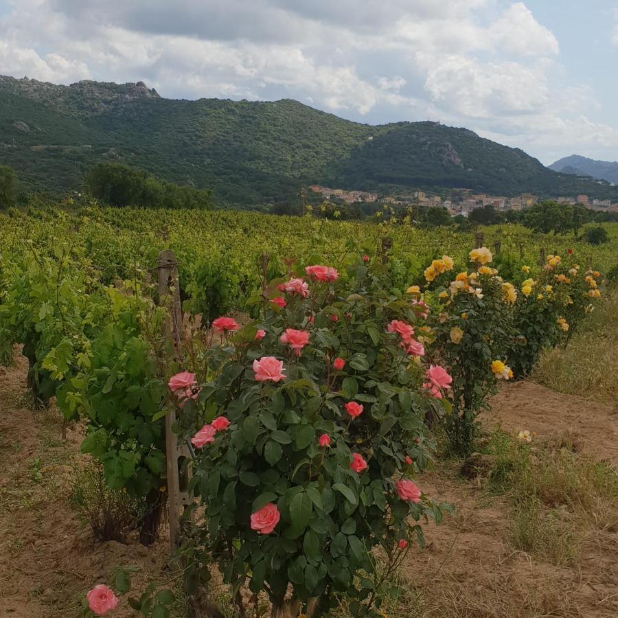 Agriturismo Vermentino Monti エクステリア 写真