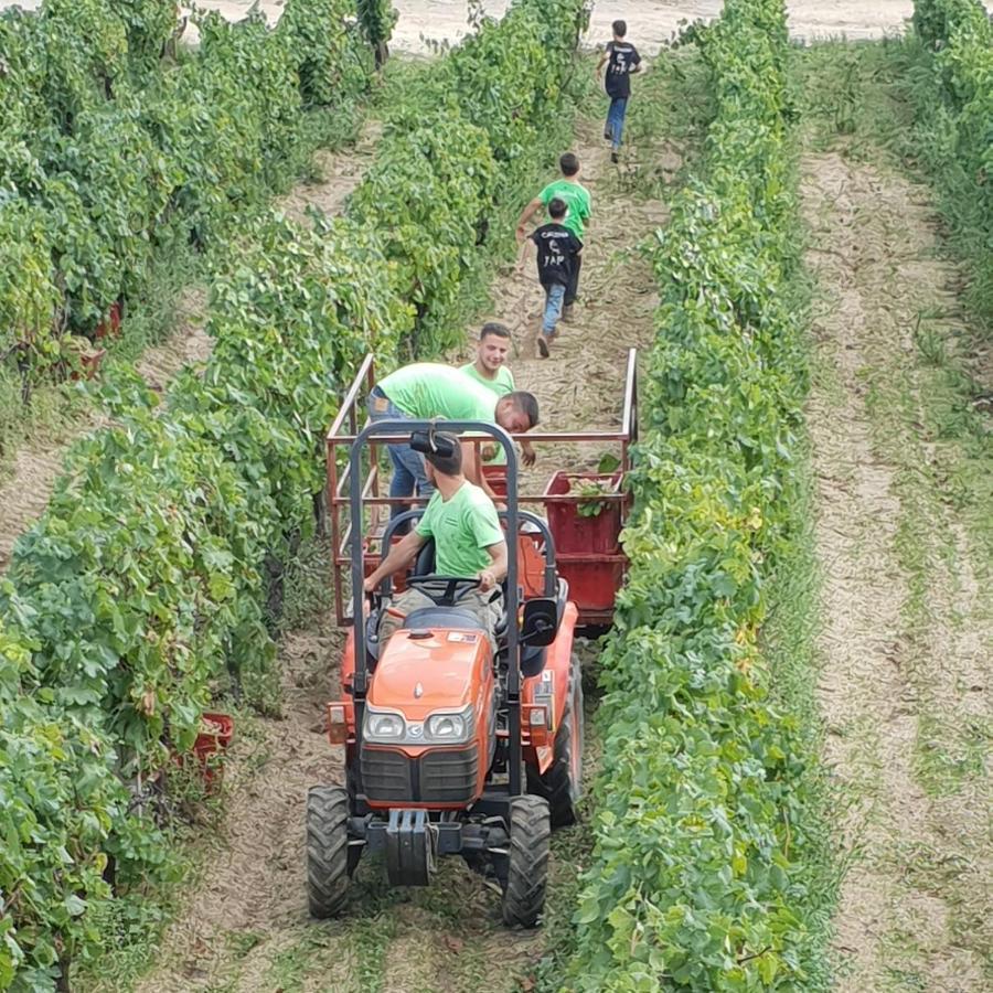 Agriturismo Vermentino Monti エクステリア 写真